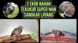 2 Ekor Bahan Pikat Naik Sangkar Layang, Pemberian Kawan Sehobi