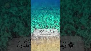 أرح سمعك 🥀القارئ: شريف مصطفى 🍃حالات واتس آب