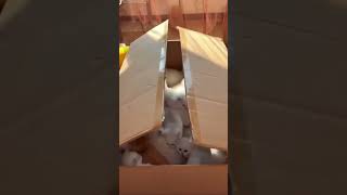 CUTE KITTENS 🐈‍⬛ IN BOX #shorts #viral #beautiful #kitten #cat #catlover #love #status