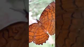 kesariya from brahmastra || butterfly in macro camera