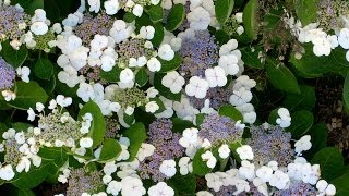 Hydrangea macrophylla 'Lacecap'