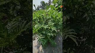 meri gold flower plant ||झेंडू लागवड #shorts #kisan #reels #viral #trending #status #farmer #plant