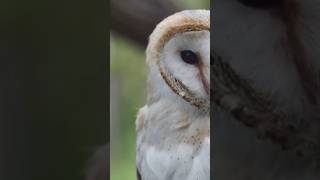 Owl Superpowers: Night Vision, Silent Flight & Super Hearing!🦉#wildlife #shorts #animalbehavior