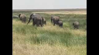 Hartebeest and Elephant Mud Bath Serengeti