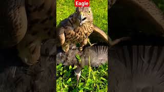 eagle hunting waterbirds 😓 #birds #shikratraining #eaglehunting #animals #nature