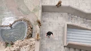 Gibraltar attack monkey