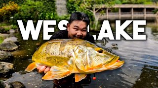 INI BELUM YANG BESAR! Berburu Hama Ikan Koi! The Westlake Resort Yogyakarta