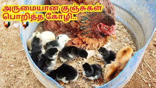 Super New Born Baby Chicks | Murgi Chicks | Fresh Country Chicks | Chicken | Fish Cutting