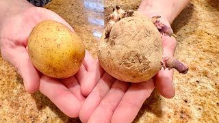 Make Your Own Seed Potato Sets From Grocery Store Bought Potatoes