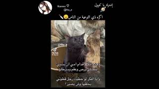 معقول فيه احد لسه بيتقرف من القطط... #tiktok #explore #blackpink #straykids