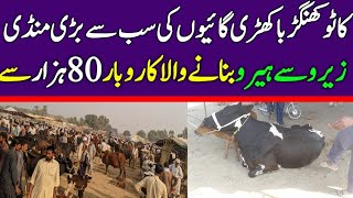 Khangar Cow | Cholistani Cow | Cross Cow | Fatehpur Mandi Update | Cow Mandi 2024