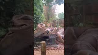 BIGGEST Snake EVER at Zoo | #shorts