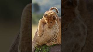 A Lion Cub Playing With Mother Tail #wildlife #youtubeshorts #lioncub