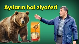 Ayıların bal ziyafeti kamerada