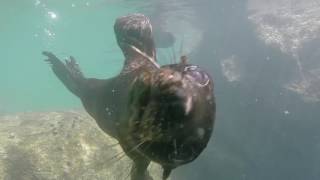 Seal Pups in Abel Tasmin, New Zealand