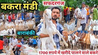 1700 रुपये में खरीदे पालने वाले बकरे |Safdarganj Bakra mandi |Bakra Mandi Barabanki