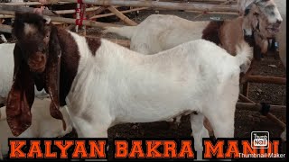 kALYAN BAKRA MANDI | BIGGEST GOATS/SHEEPS MARKET | LATEST UPDATE 2021