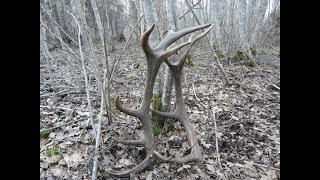 Red deer antlers / zrzuty jelenia 2,6 kg. i 2,85 kg.   28.02.2019