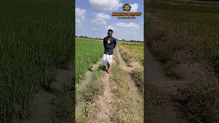 விவசாயம் 🌾🌄 காப்போம் #trending #shorts #vivasayee #india #viral #youtubeshorts  #tnagriculture