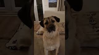 When people ask if he bites 😅 Not me 🤣 #dog #kangal #bigdog #anatolianshepherd #funnyshorts