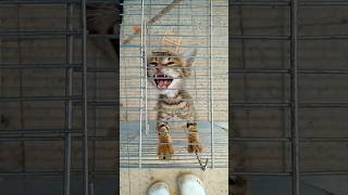 Criminal cat in jail by cat lovers video #music #song #lyrics #keyboardcat #catcop #straycats