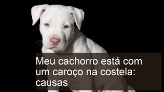 Cachorro com CAROÇO na COSTELA - 10 tipos e causas