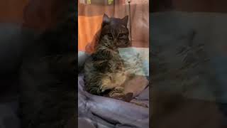 #viral #animals #cat #shortvideo #cats #2024 #catlover #animallover #catvideos #love