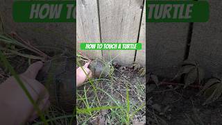 #howto touch a #turtle