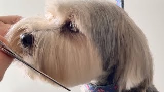 Grooming a Yorkie (Part 2 of 2)