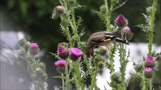 himalayan goldfinch