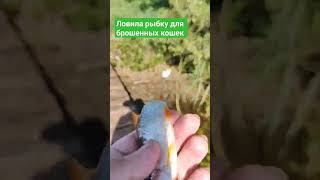 Рыбалка для брошенных кошек. их надо накормить.#кошка#рыбалка #fishing