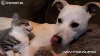 Playful dogs and serious cats2019"