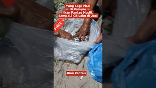 Ikan Pantau yg biasanya di hargai 100 Ribu / Kg Sampai sampai Gk Laku Dijual