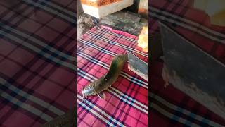 fish cutting video #fish #fishing #fishcutting #shortsvideo #youtubeshorts #ytshorts #viral #cr7