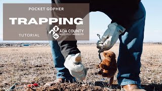 Pocket Gopher Trapping Tutorial