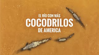 Casi pierdo una Mano por descuido 😨visitando el río con más Cocodrilos en Costa Rica #viral #shorts