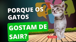 PORQUE OS GATOS GOSTAM DE SAIR?