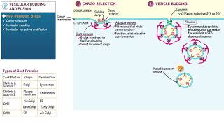 344 Vesicular Budding and Fusion copy