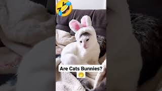 Cats are Bunnies? on YouTube animals funny shorts #shorts