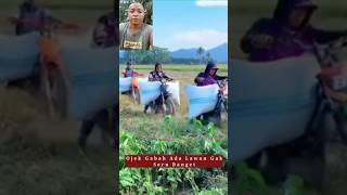 Ojek Gabah Padi Langsung Dari Sawah #videoshorts .