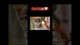 Facts about oncillas 🐈🤍 #facts #imformative #animals #cats #catsofinstagram #catshorts