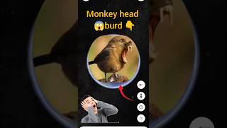 monkey head brud 😱 it's real on Google maps and Google Earth #shorts @earthjourney3m