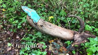 Gli straordinari esseri del Bosco di Elm