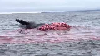 Whale Explodes in Shocking Footage!