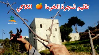 تقليم شجرة الكاكا | تقليم الخرما | المنغى