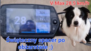 Tak powinien czasem wyglądać spacer z Border Collie ;)