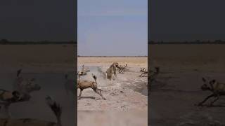 Lion vs Wild dog battle. #isitreal #animals #attack #lion #wildanimals #wilddog #shorts