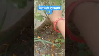 12नवंबर 2024 #देवउठनी एकादशी#तुलसी विवाह 🙏 viral shots#shorts video 🙏🙏🙏🙏🙏🙏🙏