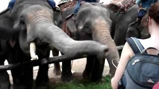 Feeding the Elephants at the Maesa Elephant Camp