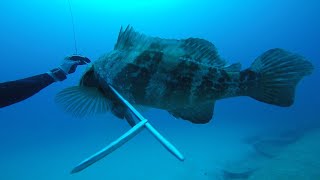 SPEAR FISHING CHAPTER 8- moray eels, groupers, snappers and more..🦈🔱